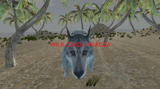 Wilk atakuje